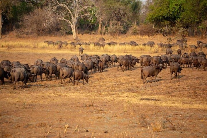 Private 6-Day Wildebeest Migration Safari & Hadzabe Cultural Visit photo 5