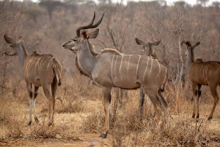 5-Day Safari: Mikumi & Ruaha with Isimila Stone Age and Maasai Cultural Visit photo 2