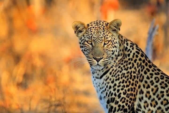 3-Day Mikumi National Park Safari & Maasai Culture from Dar es Salaam photo 3