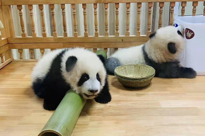 Chengdu Day Tour: Panda Base & Leshan Giant Buddha — Full-Day Private Experience photo 2