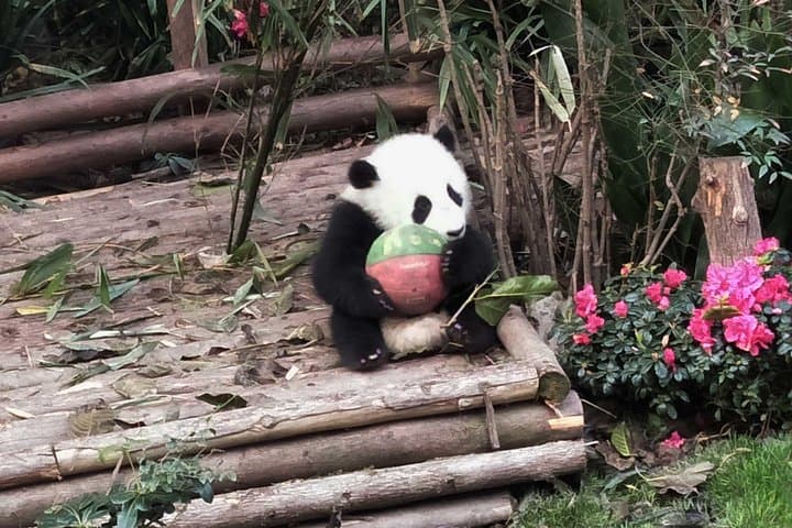 Chengdu Day Tour: Panda Base & Leshan Giant Buddha — Full-Day Private Experience photo 3