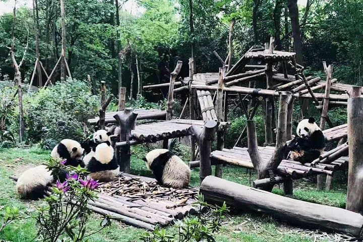 Chengdu Day Tour: Panda Base & Leshan Giant Buddha — Full-Day Private Experience