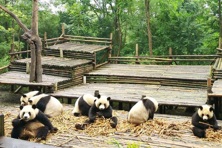 Full-Day Chengdu Panda Base Tour with Custom Afternoon Options photo 3