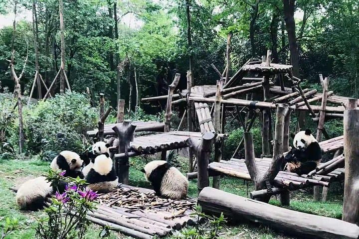Private Chengdu Full-Day Panda Tour: See Giant Pandas & Customize Your Afternoon photo 2