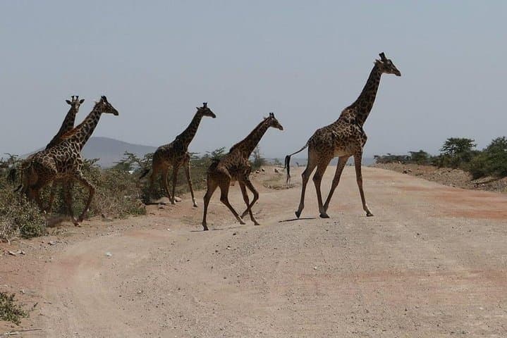 Nairobi Giraffe Centre Visit: Feeding, Photography & Practical Tips photo 2