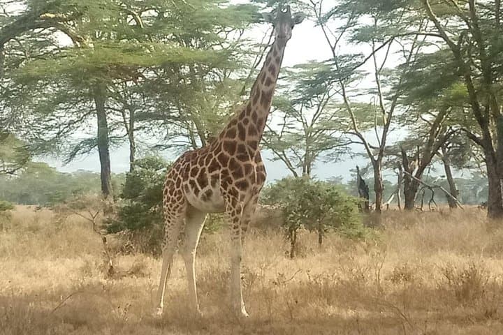 Nairobi Giraffe Centre Visit: Feeding, Photography & Practical Tips photo 3