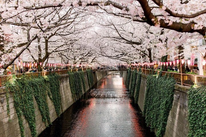 Design Your Own Tokyo: Private Half-Day Custom City Tour photo 2