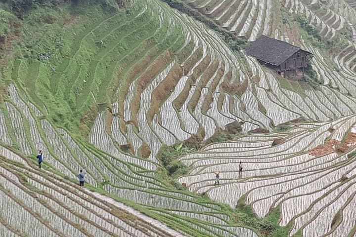Longji Dragon's Backbone Rice Terraces Day Trip from Guilin photo 5