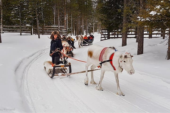 Reindeer Sledge Safari at Kopara: Guided Reindeer Farm Visit Near Pyhä-Luosto photo 3