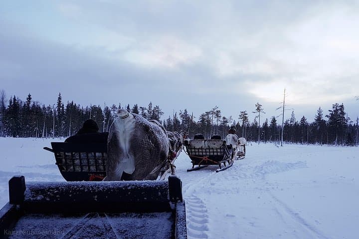 Reindeer Sledge Safari at Kopara: Guided Reindeer Farm Visit Near Pyhä-Luosto