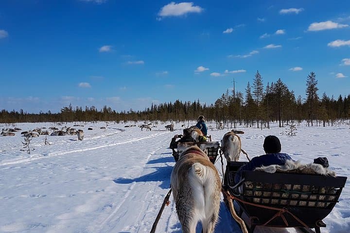 Reindeer Sledge Safari at Kopara: Guided Reindeer Farm Visit Near Pyhä-Luosto photo 4