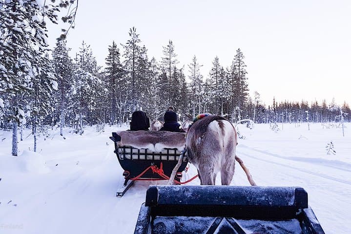 Reindeer Sledge Safari at Kopara: Guided Reindeer Farm Visit Near Pyhä-Luosto photo 5