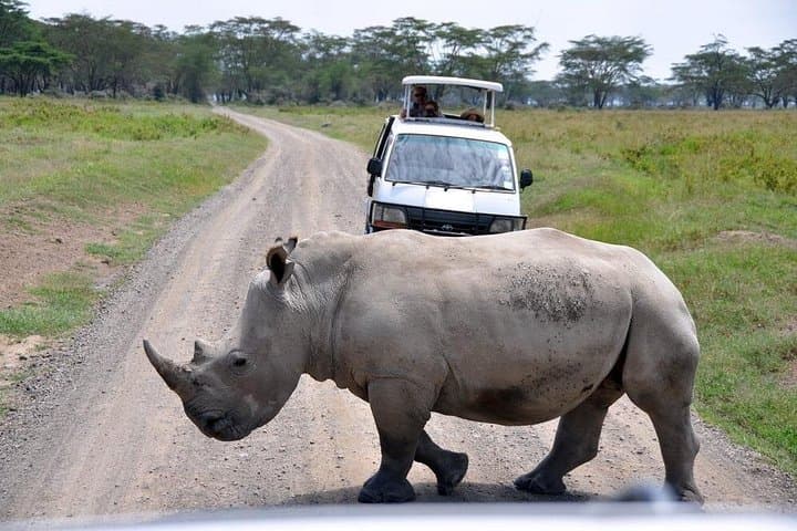 Aberdares National Park Luxury Lodge Safari: 2-Day Treetops & Ark Experience photo 4