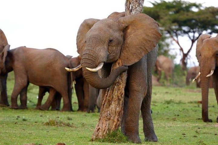 Nakuru, Naivasha & Maasai Mara: 5-Day Private Kenya Safari