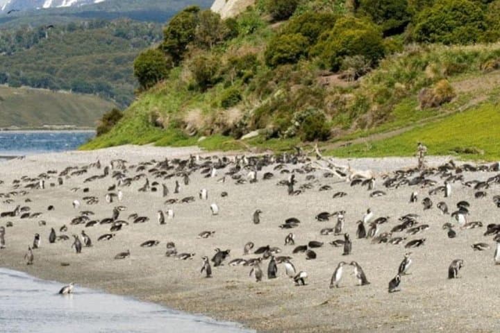 Gable Island Penguin Rookery and Harberton Ranch Day Trip from Ushuaia photo 4