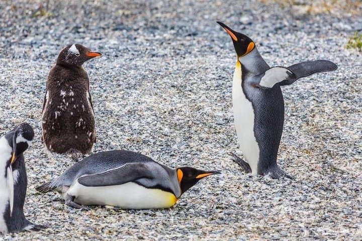 Gable Island Penguin Rookery and Harberton Ranch Day Trip from Ushuaia photo 1