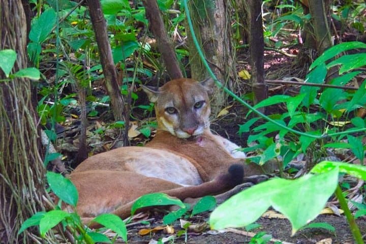 Sirena Station Corcovado: 2-Night Jungle Trek From Puerto Jiménez