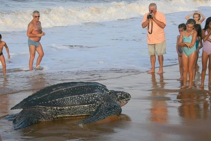 Pacuare Reserve: 1-Night, 2-Day Wetlands & Turtle-Watching Boat Adventure Near Tortuguero
