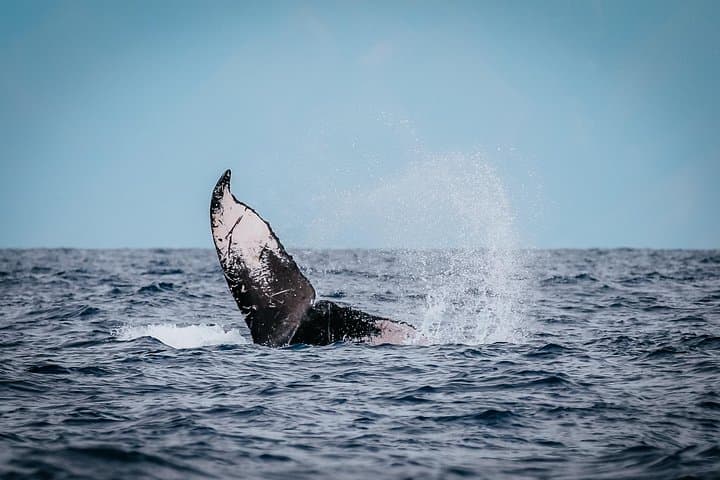 Small-Group Whale Watching Raft Tour from Lahaina — Maui Humpback Encounters photo 5
