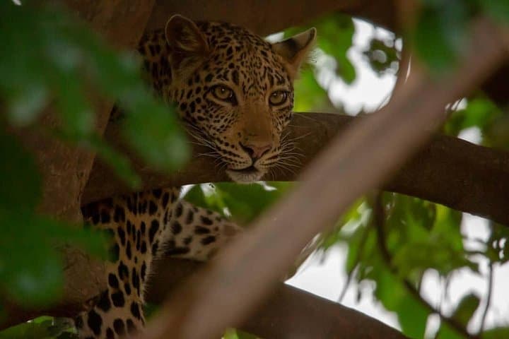 2-Day Mikumi Safari and Masai Culture Experience from Dar es Salaam photo 1