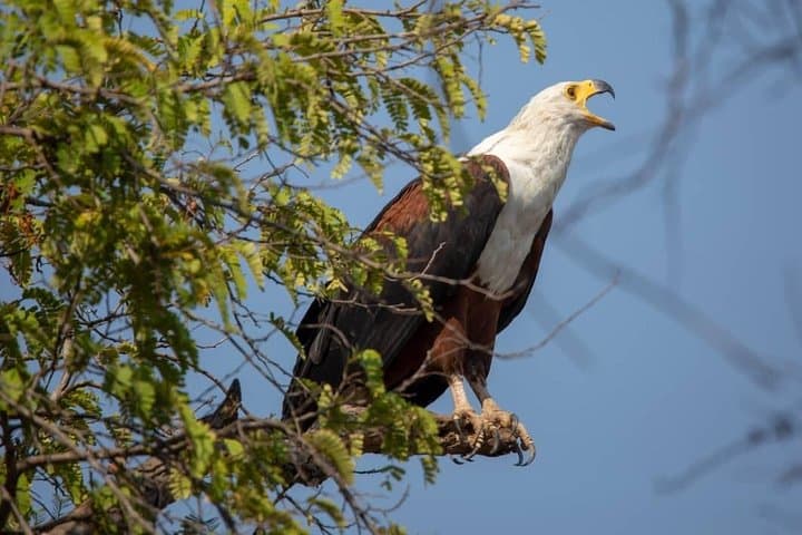 3-Day Mikumi National Park Safari & Maasai Culture from Dar es Salaam photo 4