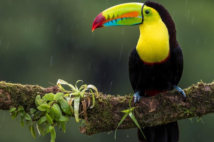 Rainforest Hiking to Río Celeste & Sloth Sanctuary — Private Tour from La Fortuna photo 4