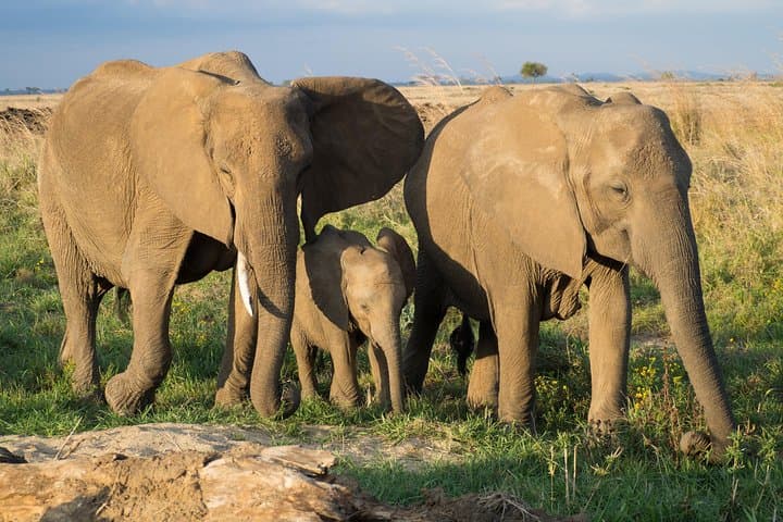 3-Day Mikumi National Park Safari & Maasai Culture from Dar es Salaam photo 2