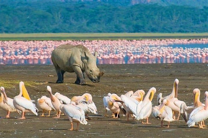 Lake Nakuru Full-Day Safari: Flamingo Spectacle, Rhinos & Boat Ride from Nairobi photo 3