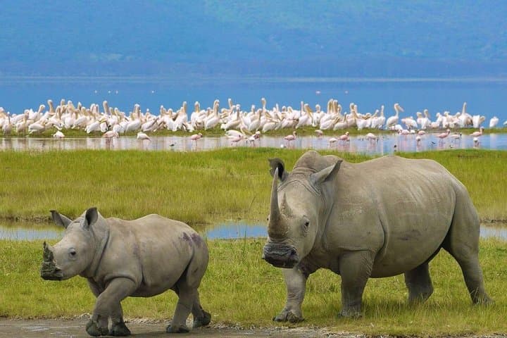 Lake Nakuru Full-Day Safari: Flamingo Spectacle, Rhinos & Boat Ride from Nairobi