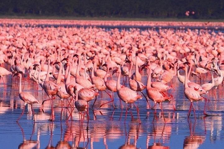 Lake Nakuru Full-Day Safari: Flamingo Spectacle, Rhinos & Boat Ride from Nairobi photo 4