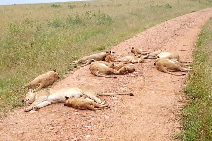 Two-Day Maasai Mara Safari from Nairobi — Wildlife Viewing, Tips & What to Expect photo 1