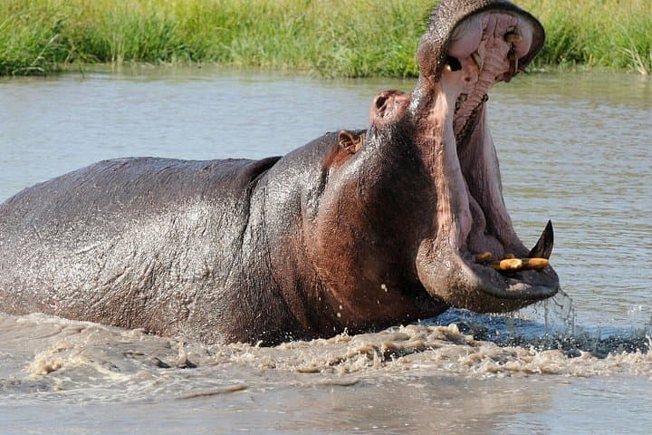 3-Day iSimangaliso Wetland & Hluhluwe‑Imfolozi Safari from Durban photo 2