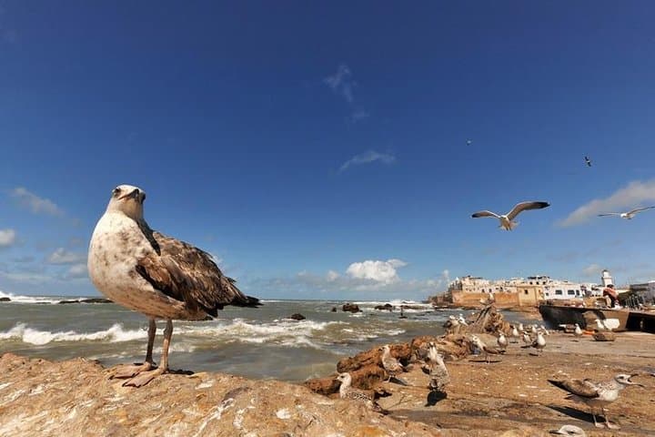 Essaouira Day Trip from Marrakech — Coastal Medina & Atlantic Breeze