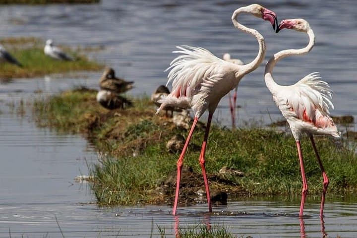 Lake Nakuru Full-Day Safari: Flamingo Spectacle, Rhinos & Boat Ride from Nairobi photo 6