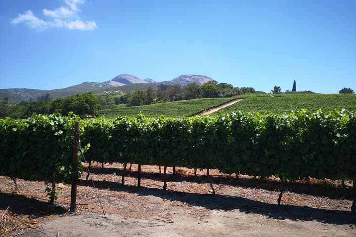 Private Cape Town Table Mountain, Kirstenbosch & City Bowl Tour photo 6