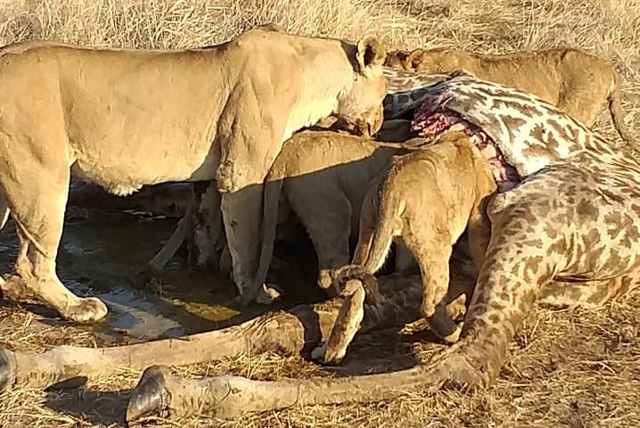3-Day Mikumi National Park Safari & Maasai Culture from Dar es Salaam photo 5