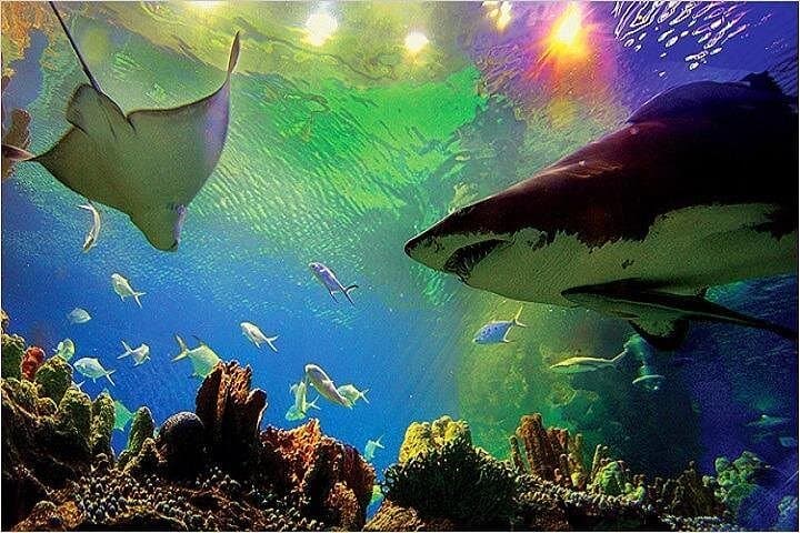 Aquaria KLCC: Walk the 90-Metre Underwater Tunnel in Kuala Lumpur photo 1