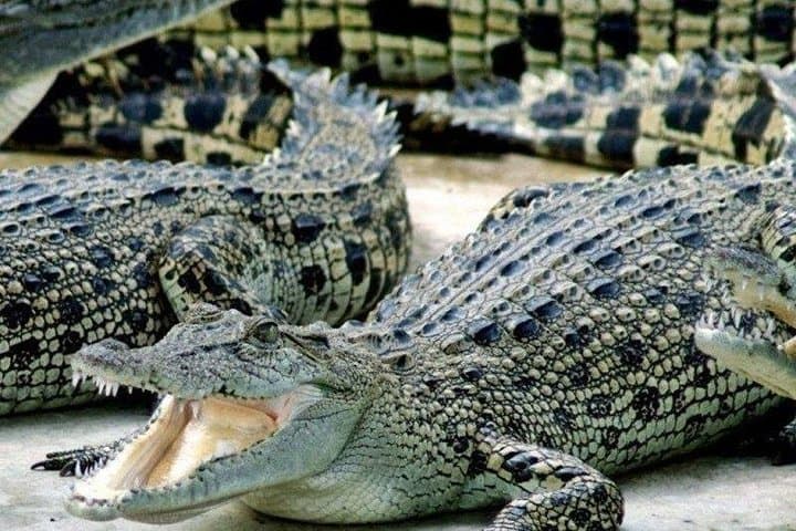 Crocodile Cage Diving, Cape Point & Stellenbosch Wine Tasting — 3-Day Cape Town Adventure photo 3