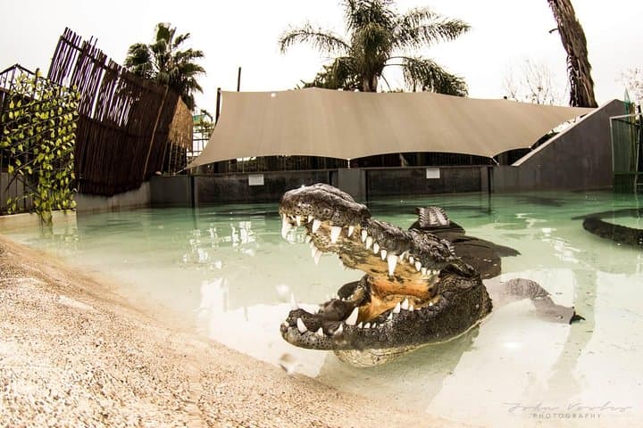 Crocodile Cage Diving, Cape Point & Stellenbosch Wine Tasting — 3-Day Cape Town Adventure