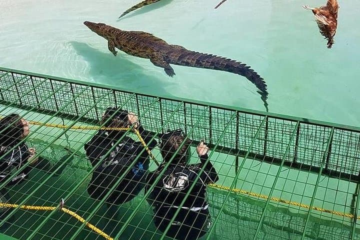 Crocodile Cage Diving, Cape Point & Stellenbosch Wine Tasting — 3-Day Cape Town Adventure photo 4