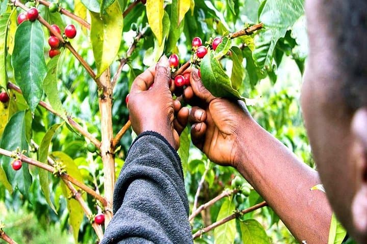 Materuni Waterfalls, Coffee & Chagga Village Full-Day Tour Near Kilimanjaro photo 6
