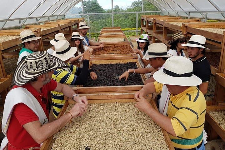 From Bean to Steam: Coffee Culture and Hot Springs near Pereira