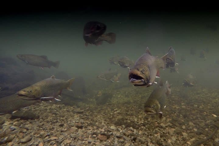 Casting Into Quiet Rivers: Guided Fly Fishing on Prince Edward Island photo 4