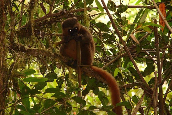 15-Day South & West Madagascar Adventure: Tsingy, Ranomafana & Isalo photo 3