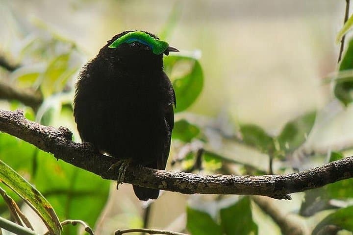 15-Day South & West Madagascar Adventure: Tsingy, Ranomafana & Isalo photo 4