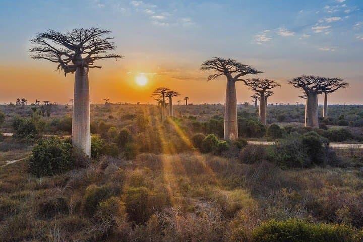 15-Day South & West Madagascar Adventure: Tsingy, Ranomafana & Isalo photo 1