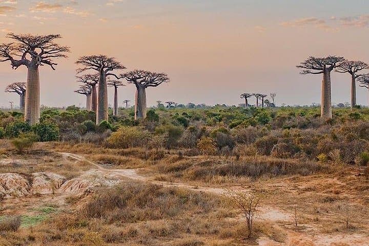 15-Day South & West Madagascar Adventure: Tsingy, Ranomafana & Isalo photo 2