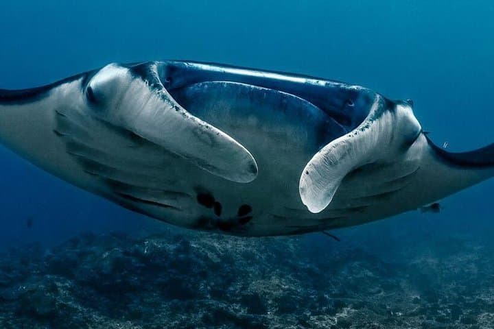 Open Water Course in Nusa Lembongan — SSI Certification & Manta Encounters photo 6