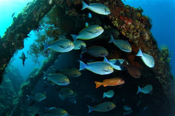 Tulamben 3-Dive Day Trip: Liberty Wreck, Coral Gardens & Drop-Off from South Bali photo 3