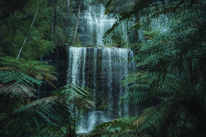 Mt Field & Russell Falls Day Tour: Rainforest Walks, Wildlife Sanctuary & Farm-to-Table Lunch